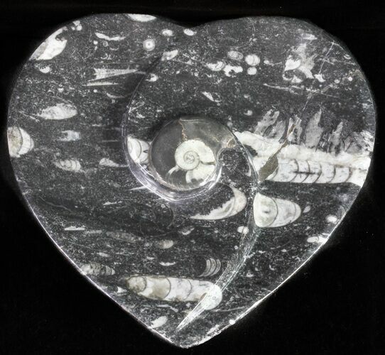 Heart Shaped Fossil Goniatite Dish #61283